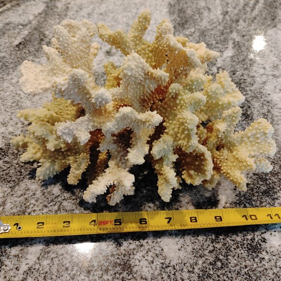 CORAL DECORATION - Picture 4 of 7